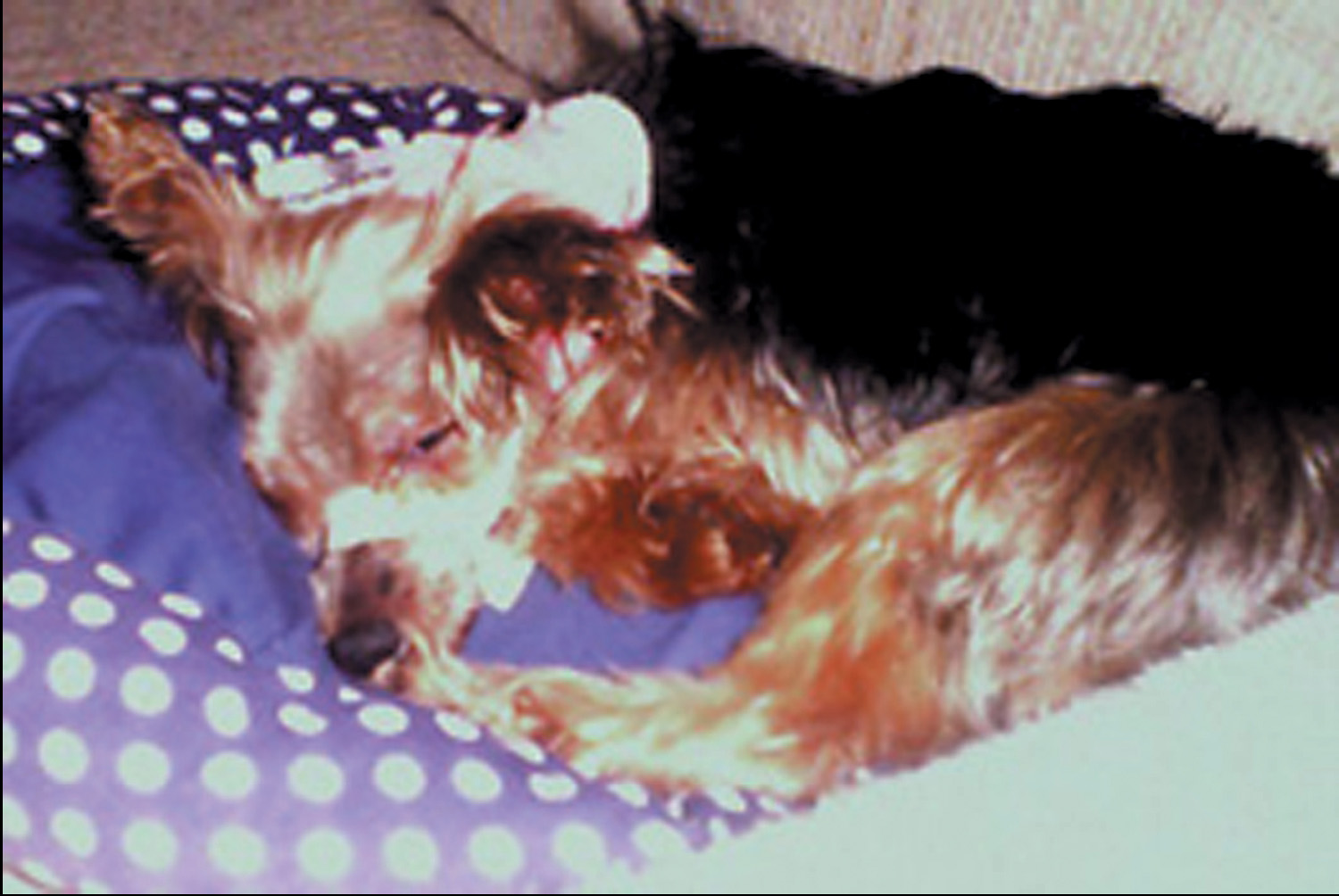 Dog recovering from being debarked photo